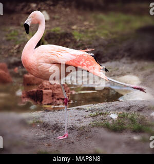 Portrait of Flamingo standing on one leg Stock Photo