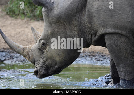 Rhino bathing Stock Photo