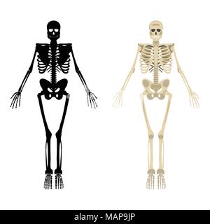 Skeleton icon. Human Skeleton front side Silhouette. Isolated on White Background. Vector illustration. Stock Vector