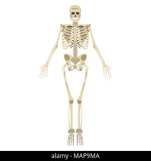 Skeleton icon. Human Skeleton front side Silhouette. Isolated on White Background. Vector illustration. Stock Vector