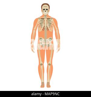 Skeleton wuth Body icon. Human Skeleton front side Silhouette. Isolated on White Background. Vector illustration. Stock Vector