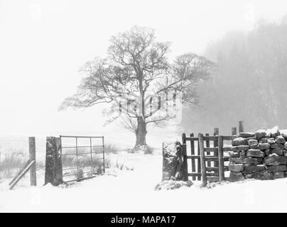 Simple black and white image of a snowy tree scene in the Yorkshire countryside with kissing gate and an open gate Stock Photo