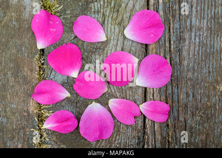 Pink rose petals on an old board background. Stock Photo