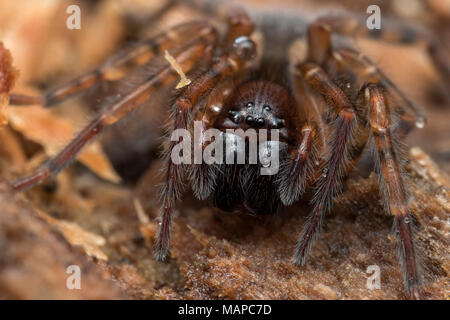 Lace-weaver Spider (Amaurobius sp.) at rest on rotten tree trunk. Tipperary, Ireland Stock Photo