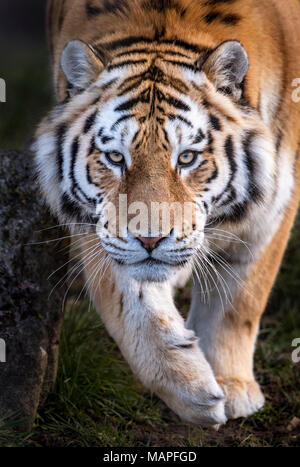 Male Amur tiger walking towards camera Stock Photo