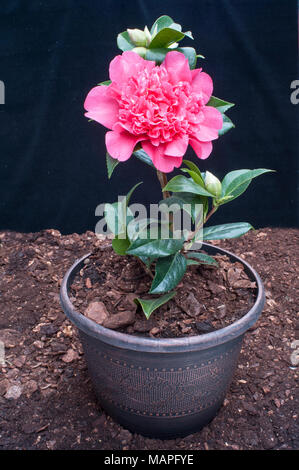 Picture of Camellia peony form flower fully open. Stock Photo