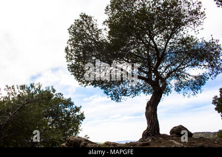 Tree. A tree on a precipice in the forest. Stock Photo