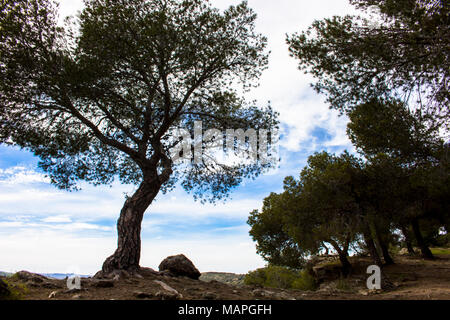 Tree. A tree on a precipice in the forest. Stock Photo