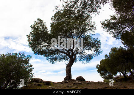 Tree. A tree on a precipice in the forest. Stock Photo