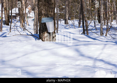 Maple sap collection, Quebec City, Canada Stock Photo