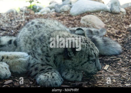 Snow Leopard Cub Stock Photo