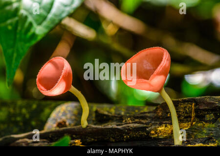 Beautiful red champagne mushrooms growing on decayed tree in rain forest during rainy season in national park of Thailand Stock Photo