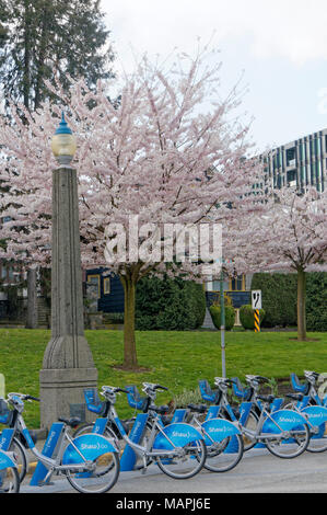 Mobi bike share bicycles and ornamental  Japanese cherry blossom tree, Vancouver, BC, Canada Stock Photo