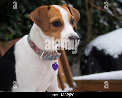 Close up of the head and shoulders of a Beagle puppy Stock Photo