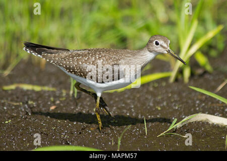 A Lesser Yellowlegs bird seen in the muddy bank of a river in Michigan. Stock Photo