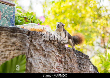 Cute squirrel eats from plastic boxes. The animal lives outdoors on Wat Pho Buddhist temple's territory in Bangkok, Thailand Stock Photo
