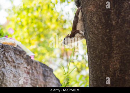 Cute squirrel stands on a tree trunk & watches plastic boxes with food. It lives outdoors on Wat Pho Buddhist temple's territory in Bangkok, Thailand Stock Photo