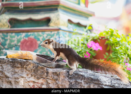 Cute squirrel eats from plastic boxes. The animal lives outdoors on Wat Pho Buddhist temple's territory in Bangkok, Thailand Stock Photo