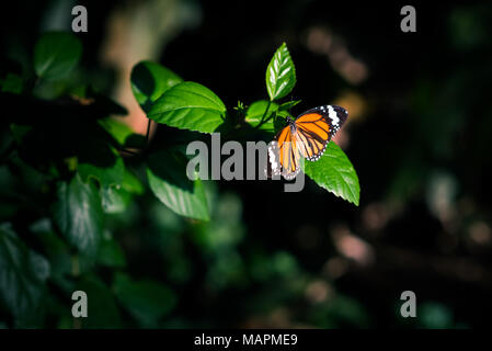 Orange butterfly in the darkness of jungles lit by the spot of sunlight sits on a leaf of a hibiscus branch surrounded by the black Stock Photo