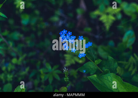 Blue wildflower in the darkness of the forest. Vintage closeup of pretty forget-me-not flowers. Selective focus Stock Photo