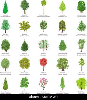 Tree types icons set, isometric style Stock Vector