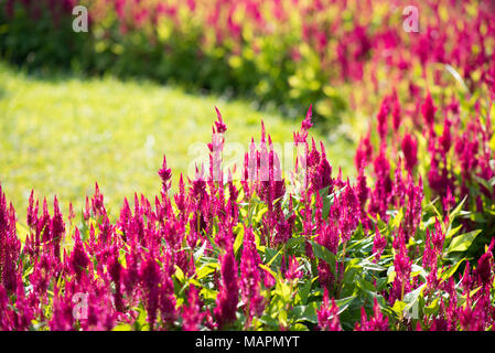 Pink flowers bloom in the sunny park. Celosia in the summer garden. Nature background Stock Photo
