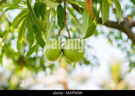 Suicide tree or pong-pong (Cerbera odollam) fruits that contain poison cerberin. Close up Stock Photo