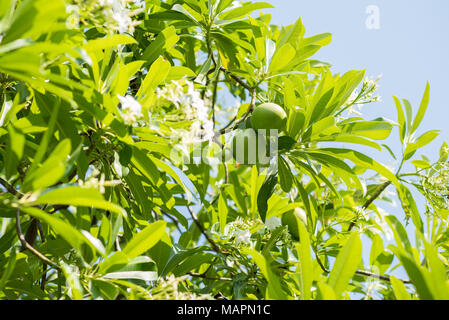 Suicide tree or pong-pong (Cerbera odollam) fruits that contain poison cerberin. Close-up Stock Photo