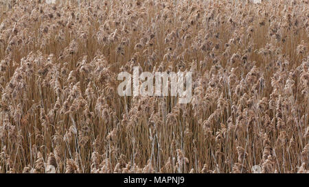many common reed plants with their flower spikes, in winter, on the shore of a small lake in Latium, Italy Stock Photo