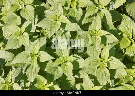 plants of nettle in springtime, Urtica dioica Stock Photo