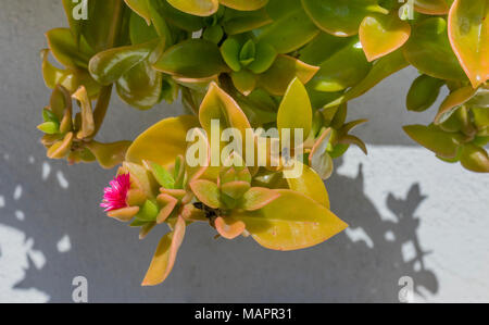 A blooming Aptenia 'Red Apple' (Aptenia cordifolia) plant which is a succulent plant in the Ice plant family hanging along a wall with a red flower Stock Photo