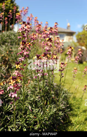 Colourful Erysimum Plant, 'Chelsea Jacket' Stock Photo