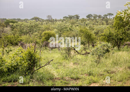 Wildlife at Kruger National Park's safari. Stock Photo