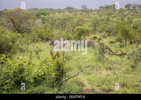 Wildlife at Kruger National Park's safari. Stock Photo