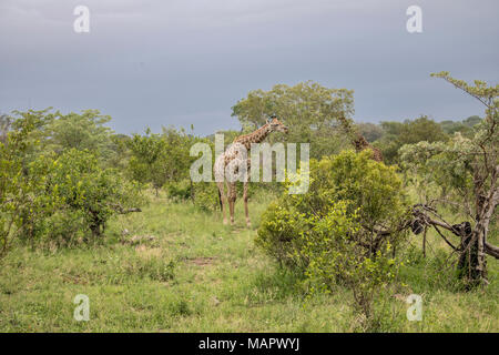 Wildlife at Kruger National Park's safari. Stock Photo