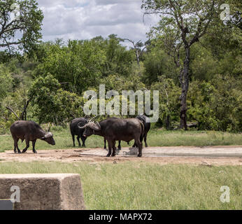 Wildlife at Kruger National Park's safari. Stock Photo