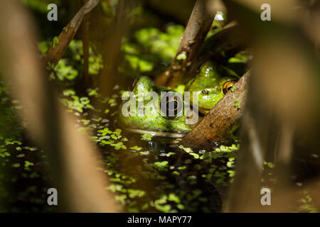 Pair of green frogs in the reeds Stock Photo