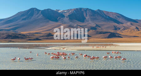 Landscape of the Andes mountain range at the Canapa Lagoon with James and Chilean flamingos in the foreground, Altiplano of Bolivia, South America. Stock Photo