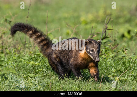 An adult South American coati (Nasua nasua), Pouso Alegre Fazenda, Mato Grosso, Brazil, South America Stock Photo