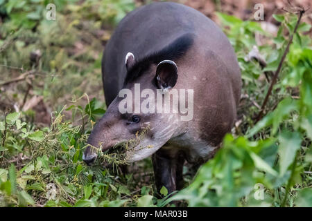 An adult South American tapir (Tapirus terrestris), Pousado Rio Claro, Mato Grosso, Brazil, South America Stock Photo