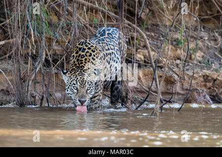 An adult female jaguar (Panthera onca), on the riverbank of Rio Tres Irmao, Mato Grosso, Brazil, South America Stock Photo
