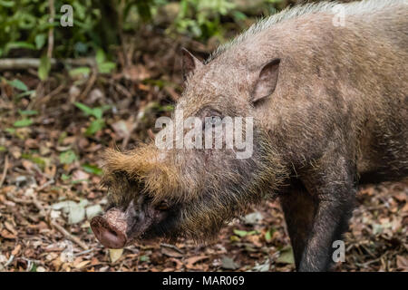 Adult Bornean bearded pig (Sus barbatus), Tanjung Puting National Park, Kalimantan, Borneo, Indonesia, Southeast Asia, Asia Stock Photo
