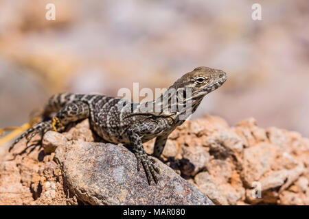 Juvenile San Esteban spiny-tailed iguana (Ctenosaura conspicuosa), Isla San Esteban, Baja California, Mexico, North America Stock Photo