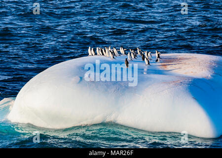 Chinstrap (Pygoscelis antarcticus), Gentoo (Pygoscelis papua) Adelie Penguins (Pygoscelis adeliae) on one iceberg, Bransfield Strait, Antarctica, Pola Stock Photo