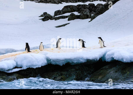 Chinstrap (Pygoscelis antarcticus) and Adelie Penguins (Pygoscelis adeliae), Torgersen Island, Antarctic Peninsula, Antarctica, Polar Regions Stock Photo