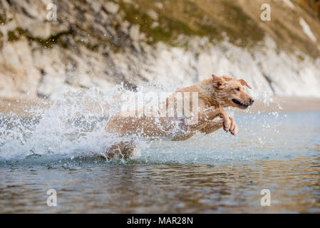 Golden labrador swimming on beach in Dorset, England, United Kingdom, Europe Stock Photo