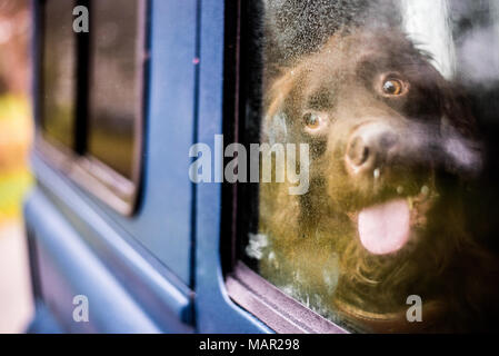 Spaniel in car with nose against window, United Kingdom, Europe Stock Photo