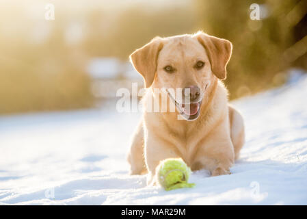 Golden Labrador in the snow with a tennis ball, United Kingdom, Europe Stock Photo
