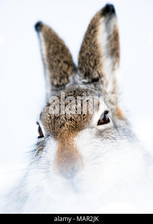 Mountain hare portrait (Lepus timidus) in winter snow, Scottish Highlands, Scotland, United Kingdom, Europe Stock Photo