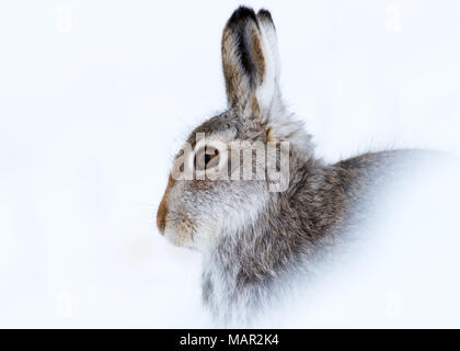 Mountain hare (Lepus timidus) in winter snow, Scottish Highlands, Scotland, United Kingdom, Europe Stock Photo